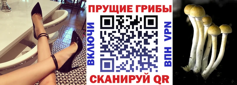 Галлюциногенные грибы Psilocybe  Краснозаводск 